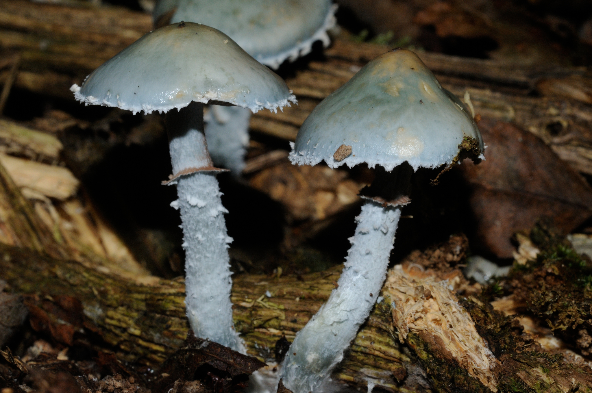 I funghi - Riconoscimento e proprietà